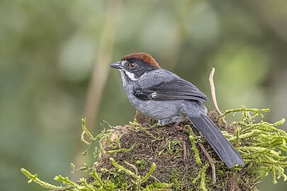 Slaty brushfinch Atlapetes schistaceus Colombia