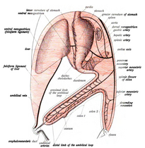 Prvi stadijum razvoja intestinalnog kanala i trbušne maramice, gledano sa strane (dijagramatski). Od creva 1 će se formirati uzlazno i poprečno crevo, a od creva 2 i silazno i sigmoidno crevo i rektum.