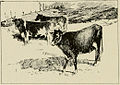 Cattle in Socotra, based on a photograph by Henry Ogg Forbes published in The Natural History of Socotra and Abd-el-kuri