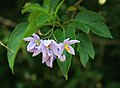 Solanum seaforthianum