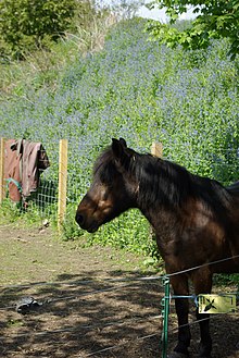 Partie avant d'un cheval marron et noir dans son paddock.