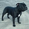 Staffordshire Bull Terrier 600.jpg