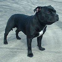 Staffordshire Bull Terrier 600.jpg