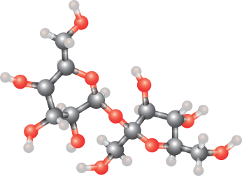 Modélisation de la molécule de saccharose (atomes de carbone en noir, d'oxygène en rouge et d'hydrogène en blanc). (image vectorielle)