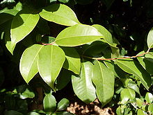 Syzygium hodgkinsoniae - листья.JPG