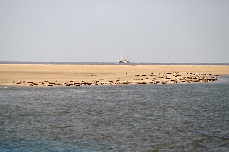 Seehunde beim Sonnenbad auf einer Sandbank im UNESCO-Weltnaturerbe Wattenmeer