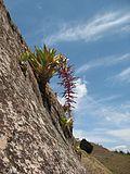 Miniatura para Tillandsia australis