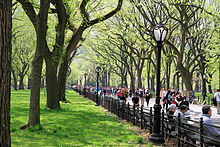 American elm trees along the Mall and Literary Walk in New York City's Central Park (2013) USA-NYC-Central Park-The Mall.JPG