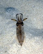 Uroteuthis noctiluca