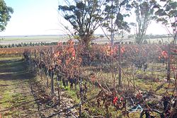 Виноградные лозы возле Naracoorte3.jpg