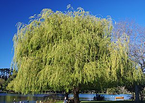 Weeping Willow, shot in Auckland, New Zealand ...