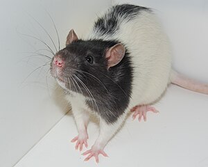 Laboratory rat Whiskers of the Hooded Lister Rat ATLAS-070713-0016.jpg