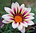 African Daisy. (Gazania). picture