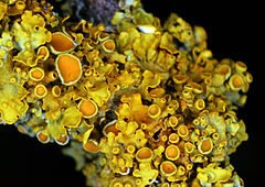 Xanthoria-parietina-gelbflechte.jpg