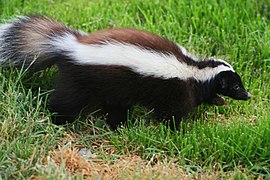 Conepatus humboldtii.