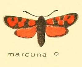 Zygaena marcuna