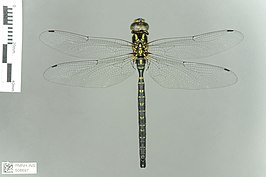 Aeshna petalura