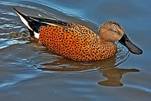 Canard spatule (Anas platalea)