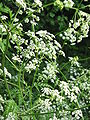 Anthriscus sylvestris