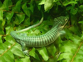 Abronia graminea