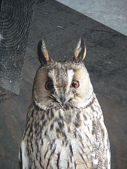 Hibou moyen-duc (Asio otus)