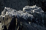 A black-legged Kittiwake colony on the cliffs of the island