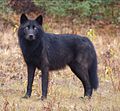 Lakaran kecil untuk Serigala British Columbia