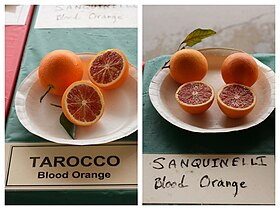 Image illustrative de l’article Tarocco (orange)