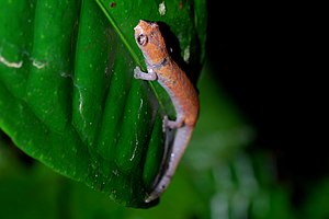 English: An Amazon Climbing Salamander (Bolito...