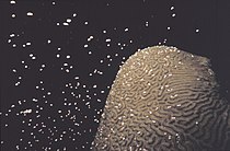 Brain coral spawning.jpg