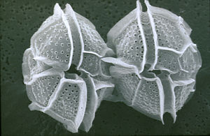 Two dinoflagellates
