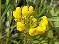 Calceolaria corymbosa