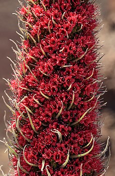 Détail de l'inflorescence en cyme scorpioïde d'une vipérine de Tenerife. (définition réelle 3 821 × 5 818)