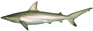 Miniatura para Carcharhinus tilstoni