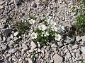 Cerastium carinthiacum