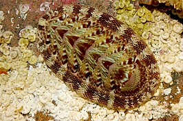 Chiton (Rhyssoplax) politus