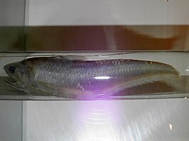 Coilia grayii