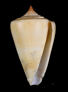 Conus quercinus