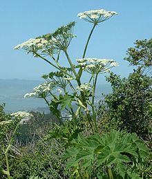 Heracleum sphondylium