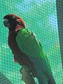 Малиновый блестящий попугай
