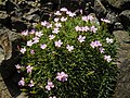 Hvozdík pichlavý (Dianthus erinaceus)[11]