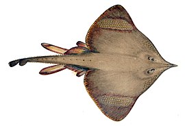 Dipturus oxyrinchus