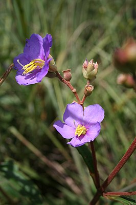 Rosettea elliotii