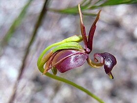 flying duck orchid