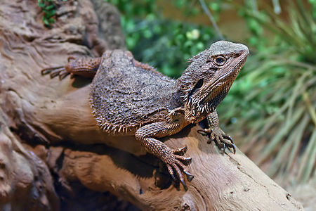 Eastern bearded dragon, by John O'Neill