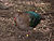 Emerald dove444.jpg