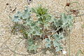 Standort:Strand - Eryngium maritimum