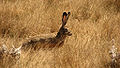 Ethiopian highland hare