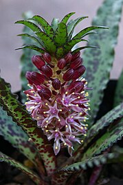 Eucomis vandermerwei