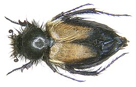 Eulasia arctos